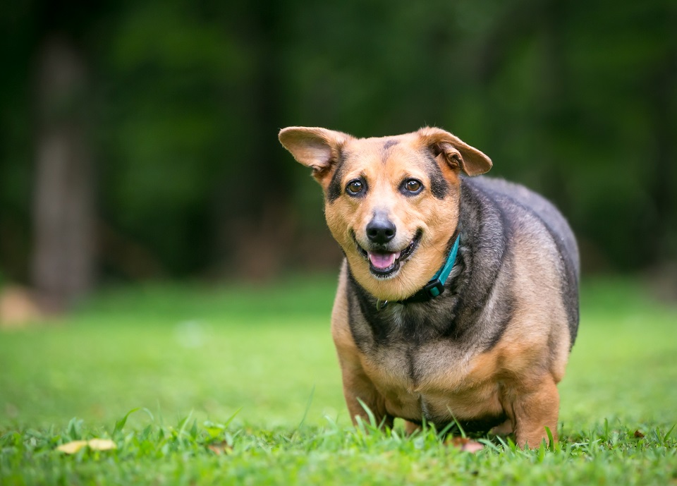 Chien obèse : comment y remédier ?