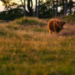 taureau dans le prè